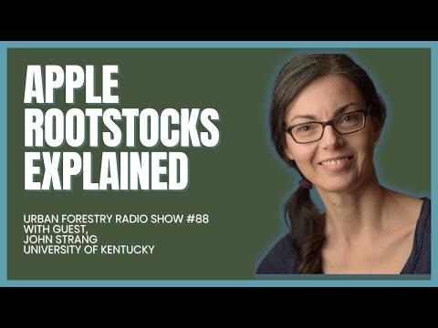 Video: Suprateran și sistemul radicular al mărului