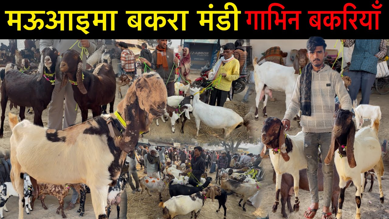 मऊआइमा बकरा मंडी में हर नसल की शानदार बकरिया आई 😍11/02/26 Live Update | Ziya Vlogs