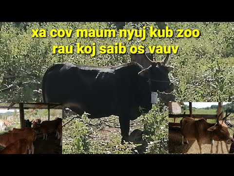 Video: Yuav Ua Li Cas Xaiv Qhov Kos Rau Koj Lub Camcorder