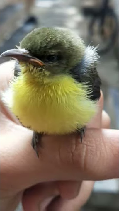 Suara burung kolibri kecil 🐦