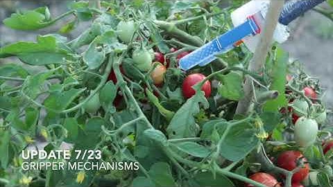 A berry harvesting robot with a soft continuum manipulator