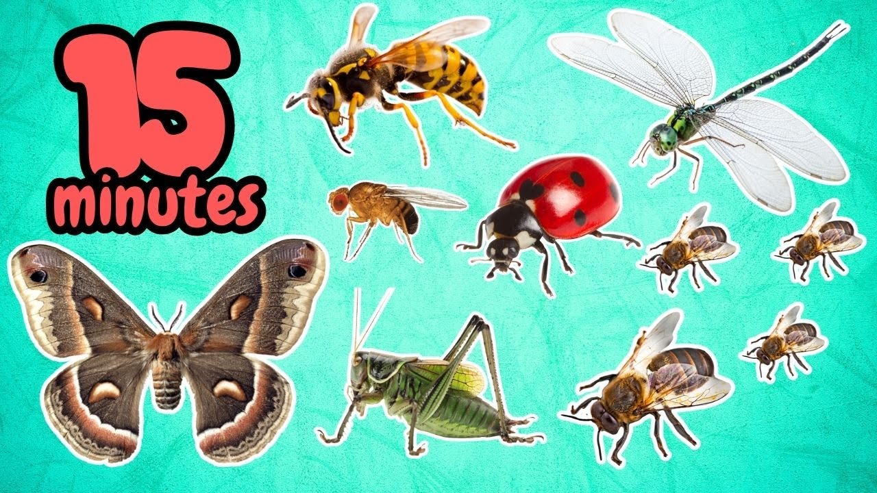 15 MINUTES Simple English Insects Name for EVERYBODY - YouTube