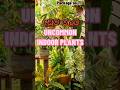 වර්ග හතරම දෙදාහයි ✨ 🔥 #plants #indoorplants #shorts