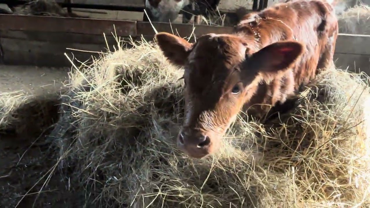 Ауылдын тіршілігі #мал #шөп #rek 