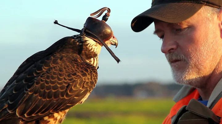 Hunting with a Passage Peregrine Falcon in South C...