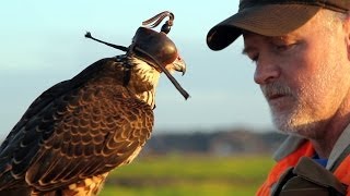 Hunting with a Passage Peregrine Falcon in South Carolina