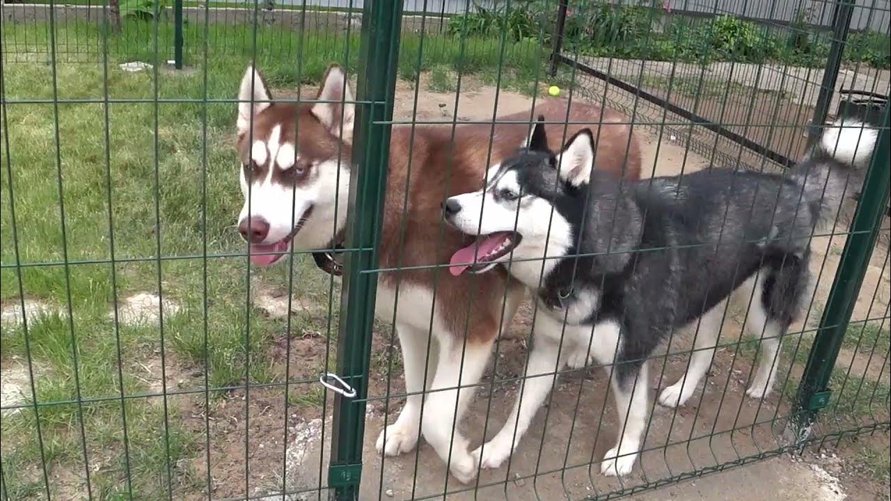 Как научить хаску