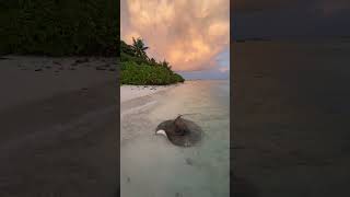 Stingray Greets Person Near Shore
