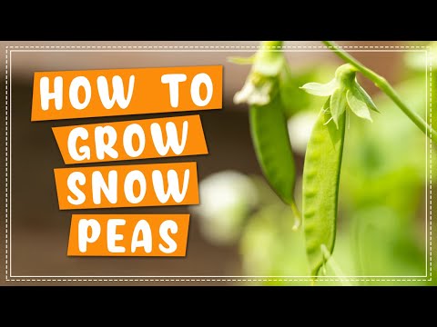 How To Plant and Grow Snow Peas | Edible Gardening