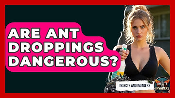 Are Ant Droppings Dangerous? - Insects and Invaders