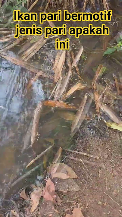 ikan pari kembang #fishing #fishingvideo #fish