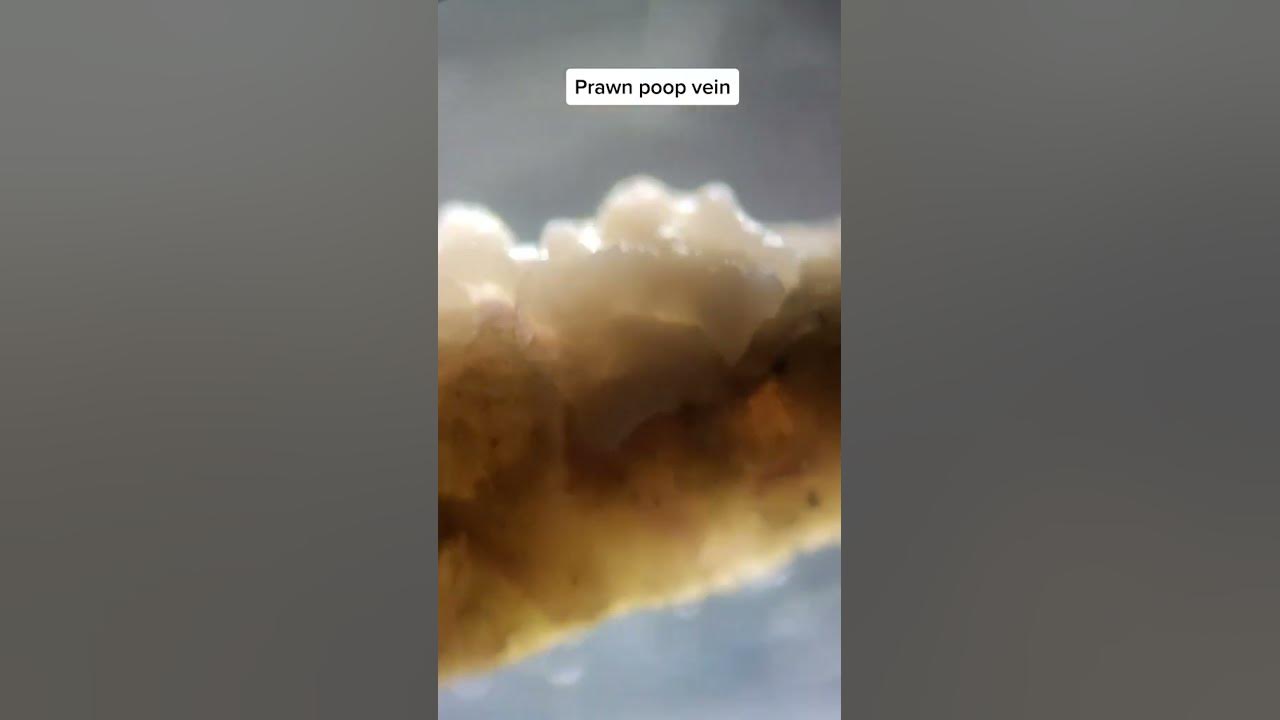 Cooked prawn poop vein under a microscope YouTube