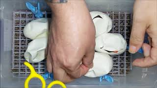 Ball python egg cutting video 2017 - clutch 4