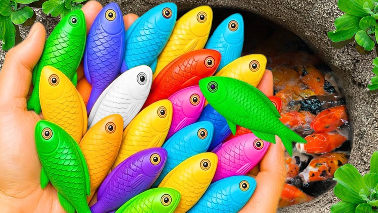 В небольшом пруду можно поймать красивых аквариумных рыбок: детенышей черепах, угрей, карандашных...