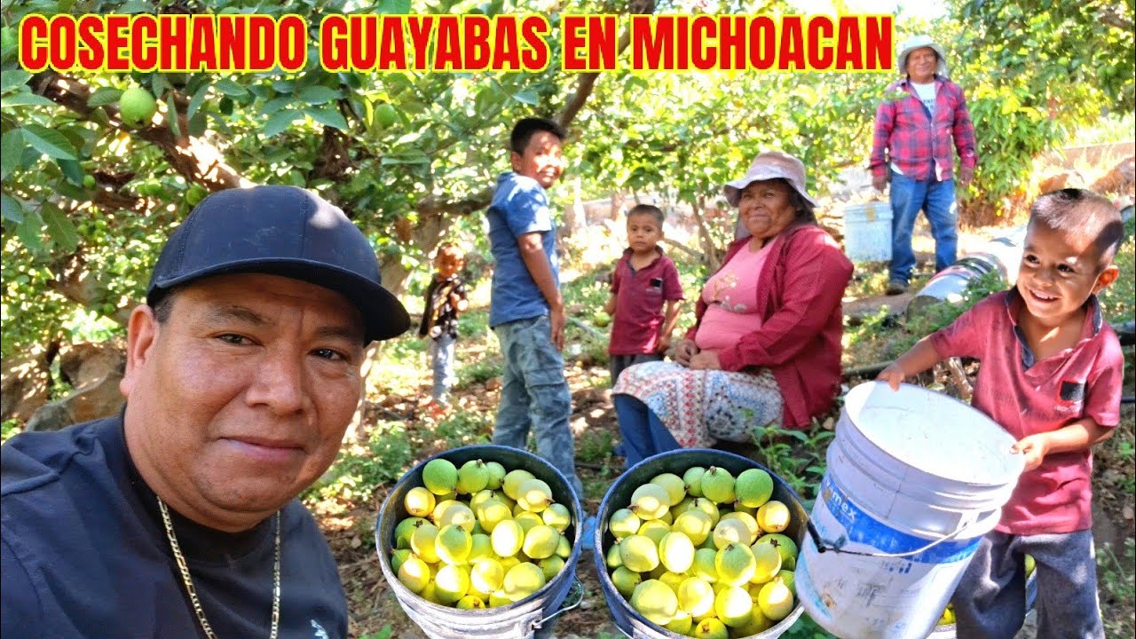 EN MICHOACÁN ASI TRAVAJA NUESTRA JENTE COSECHANDO LAS GUAYAVAS PURA CALIDAD