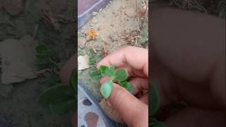 Finally I got this😃#purslane #flowers#flowergarden #terracegarden #gardenideas
