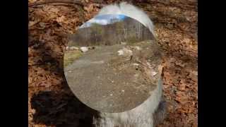 Dog Obedience Group, Wallkill, NY  845-430-1764