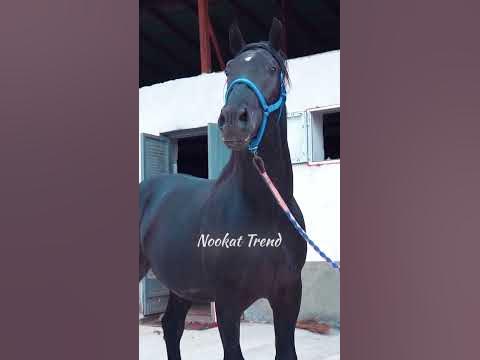 красавчик - YouTube