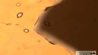 Grain boundary migration in see-through experiments (Structural Geology analogue experiments)