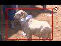 Mystique Bou Doy War !  Le mouton tout blanc devant la maison de chez Diop 2