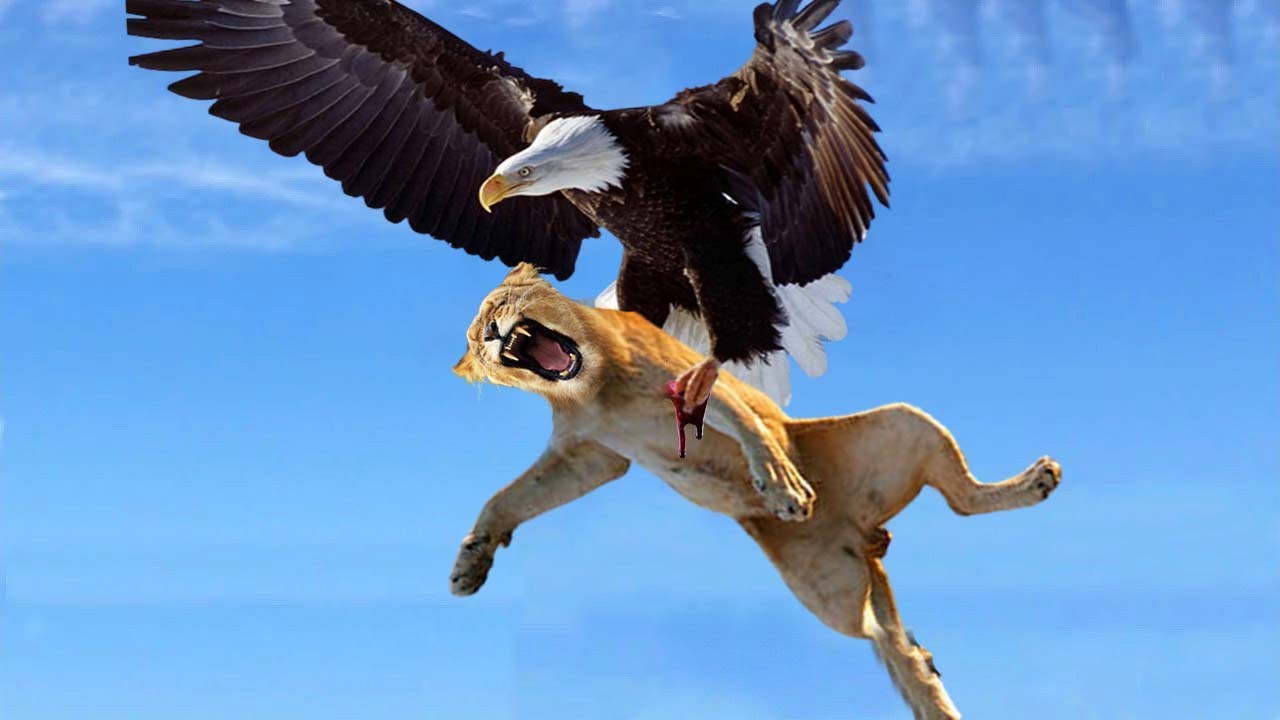 Eagle Is Worthy Of Being The King Of The Sky When It Dares To Aattack