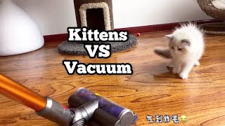 Kittens VS Vacuum by Fairy Elf Dolls 377 views 1 year ago 2 minutes, 34 seconds