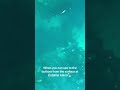 Crystal Clear Catalina Ocean Floor 🐟🌊 Sheephead Fish Spotted from the Surface!
