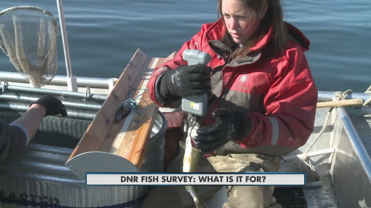 DNR Fish Survey 41215 5pm YouTube