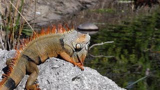 Green Iguanas Alert 02 Footage