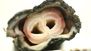 Shocking Looks and Taste! 'Geoduck' Is Great for Anti-Aging (Health Express) @Good Morning Episod...