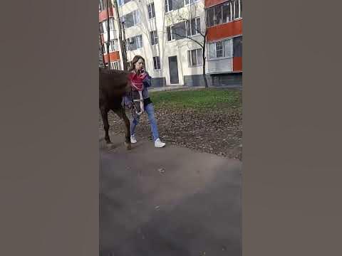 На Аренду дали Лошадь - YouTube