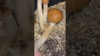 Update On The Pinning (Bens Rice Bag) #educational #mycology #pinning #science #mushrooms