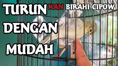 Cara menurunkan birahi sirtu tips dan trik || sadulur cipoh karawang