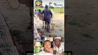 Time For Journey Via Cow