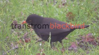 Glossy Blackbird Plucks Juicy Earthworms From The Green Grass