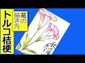 トルコ桔梗の描き方2│初夏・秋の花の描き方│5月・6月・7月・9月・10月の絵手紙イラスト