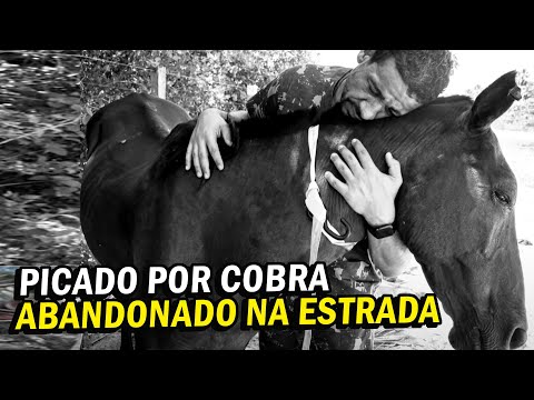 Vídeo: O caminho certo para cuidar de um cavalo de resgate