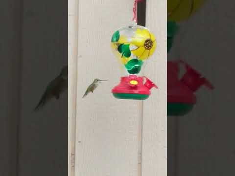 camera iphone 8 plus apk Blanca Humming Bird Baby