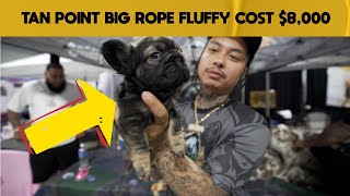 Famous Rare And Expensive Big Rope Fluffy French Bulldog Cost $8,000 Wealth