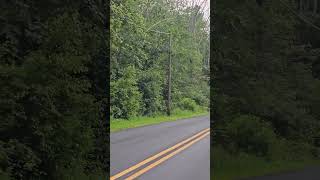 Bear Runs Across Road Unexpectedly as Vehicle Moves
