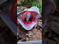Top 4 Animals With the Longest Teeth 😳