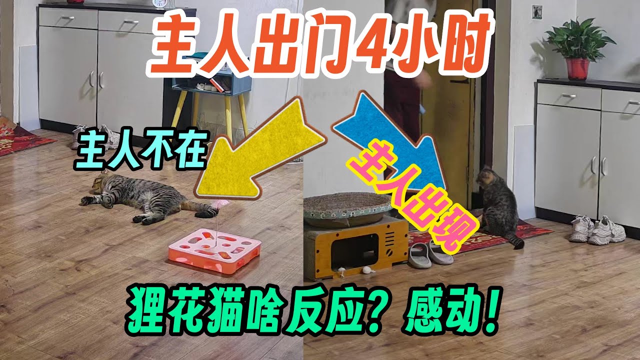 主人出门4小时 监控下的狸花猫在干啥？看完我感动了 原来我在他心中 这么重要