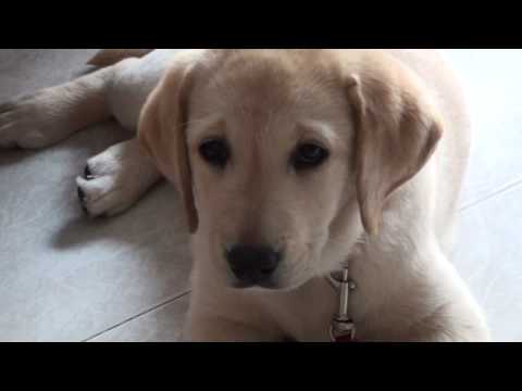 Ariel, la mia cucciola di Labrador Retriever (part...