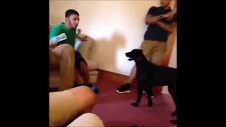 Go Fetch Go Vine