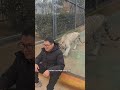 وجه ا لوجه مع النمر وجه ا لوجه مع النمر