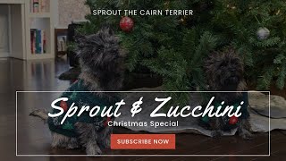 Sprout and Zucchini Christmas Special by Sprout The Cairn Terrier 848 views 1 year ago 5 minutes, 48 seconds