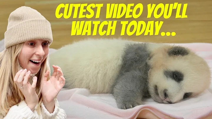 I visited the CHENGDU PANDA BASE!!!! *warning: extreme cuteness* - DayDayNews