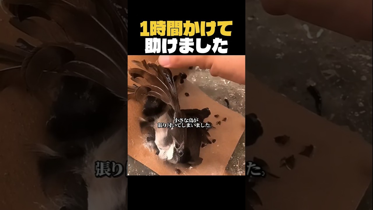 助けられた鳥が、飛ばなかった理由