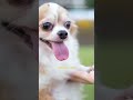 Mereka Bisa Baca Perasaan Kamu #uniquefacts0303 #anjing #faktamenarik #animalsfacts #shorts #fyp