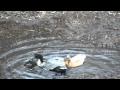 My ducks